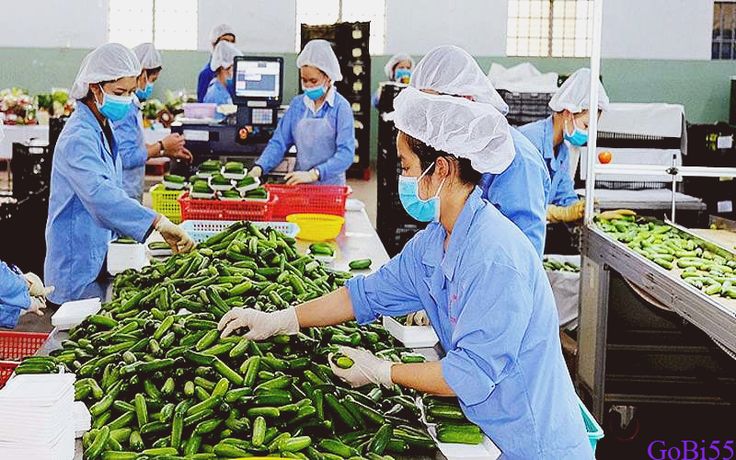 Doanh nghiệp miền Trung đẩy mạnh ứng dụng thương mại điện tử trong tiêu thụ nông sản